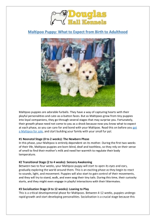 Raising Maltipoos | Birth to Adulthood Guide | Maltipoo for Sale