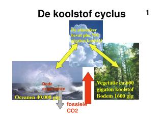 De koolstof cyclus