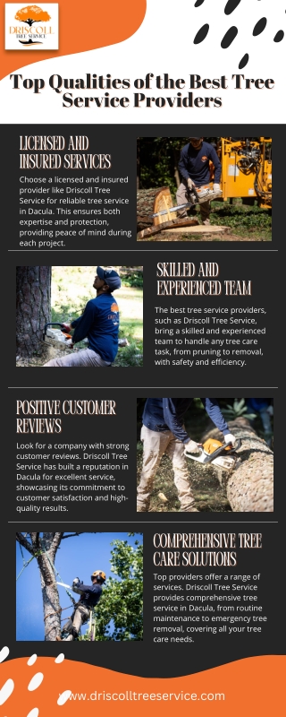 Top Qualities of the Best Tree Service Providers