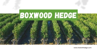 Why Boxwood Hedge is a Garden Staple