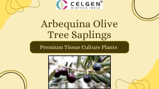 Arbequina Olive Tree Saplings for Sale | Celgen Biotech