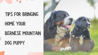 Tips for Bringing Home Your Bernese Mountain Dog Puppy