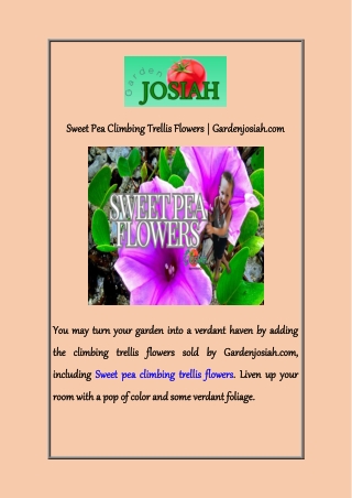 Sweet Pea Climbing Trellis Flowers  Gardenjosiah com