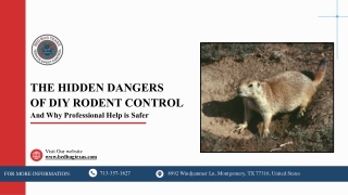 Consider Professional Help When Managing DIY Rodent Control Risks