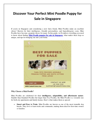 Discover Your Perfect Mini Poodle Puppy for Sale in Singapore