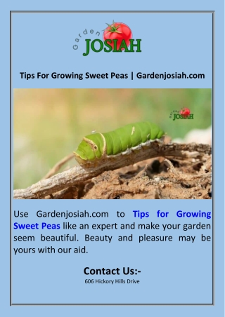 Tips For Growing Sweet Peas  Gardenjosiah.com