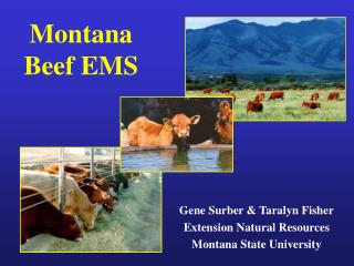Montana Beef EMS