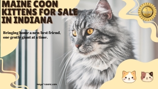 Maine Coon Kittens For Sale In Indiana: Capture Your Best Self