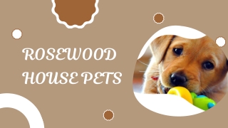 Doggy Daycare Lymm