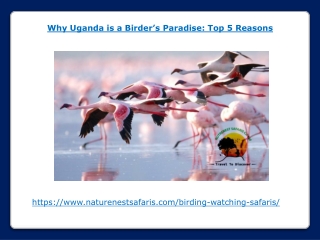 Why Uganda is a Birders Paradise - Top 5 Reasons