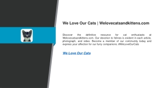 We Love Our Cats  Welovecatsandkittens.com