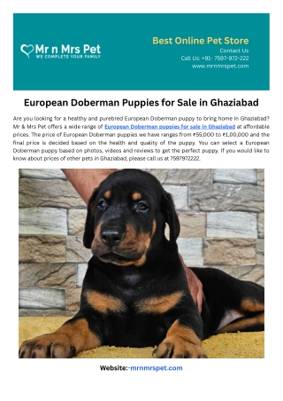 European Doberman Puppies for Sale in Ghaziabad