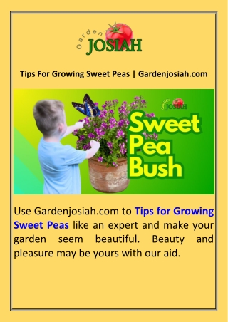 Tips For Growing Sweet Peas  Gardenjosiah.com
