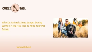 Top Five Tips To Keep Your Pet Active