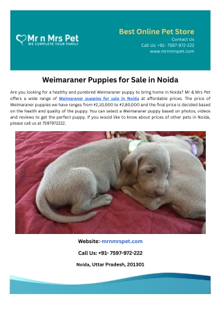 Weimaraner Puppies for Sale in Noida