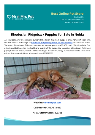 Rhodesian Ridgeback Puppies for Sale in Noida