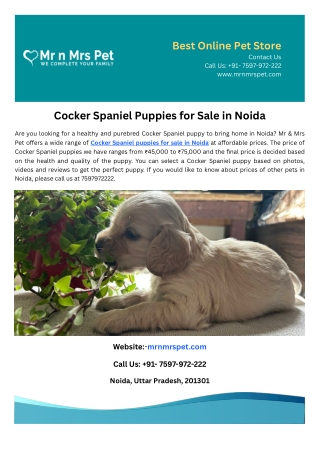 Cocker Spaniel Puppies for Sale in Noida