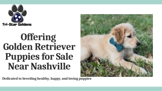 Offering Golden Retriever Puppies for Sale Near Nashville