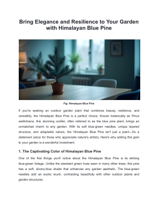 Bring Elegance and Resilience to Your Garden with Himalayan Blue Pine