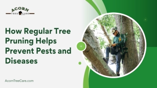 Top Benefits of Regular Tree Pruning for Healthier, Pest-Free Trees