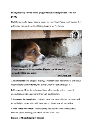 Puppy recovery service online Puppy rescue service provider Find my puppy
