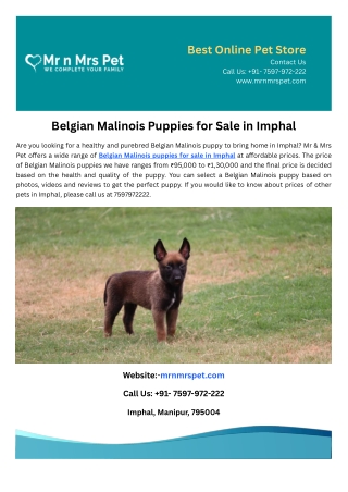 Belgian Malinois Puppies for Sale in Imphal