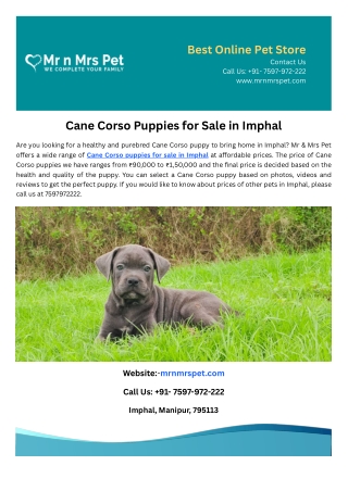 Cane Corso Puppies for Sale in Imphal