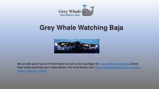 Mesmerizing Grey Whale Watching Baja Experience