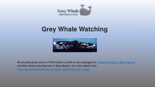 Breathtaking Whale Watching in Baja Lagoons