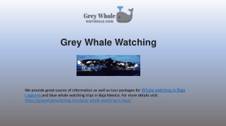 Breathtaking Whale Watching in Baja Lagoons