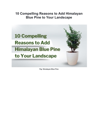 Compelling Reasons to Add Himalayan Blue Pine to Your Landscape