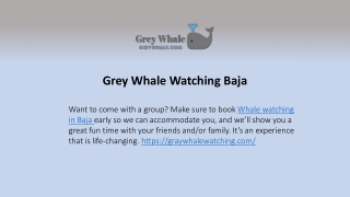 Top Notch Gray Whale Watching Baja Experience