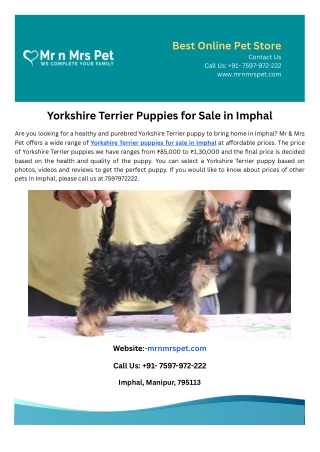 Yorkshire Terrier Puppies for Sale in Imphal