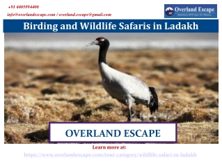 Birding and Wildlife Safaris in Ladakh