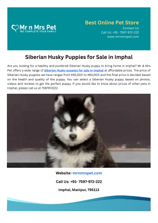 Siberian Husky Puppies for Sale in Imphal