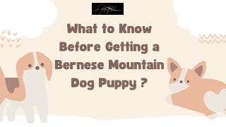 What to Know Before Getting a Bernese Mountain Dog Puppy