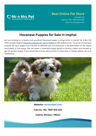 Havanese Puppies for Sale in Imphal