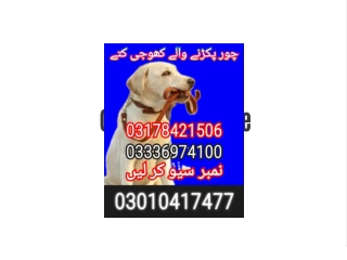 Army dog center peshawar 03336974100