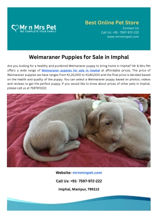 Weimaraner Puppies for Sale in Imphal