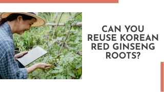 Can you reuse Korean red ginseng roots?