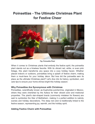 Poinsettias - The Ultimate Christmas Plant for Festive Cheer