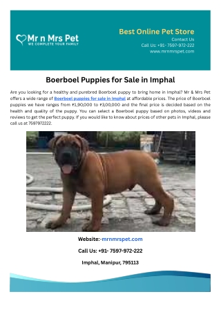 Boerboel Puppies for Sale in Imphal