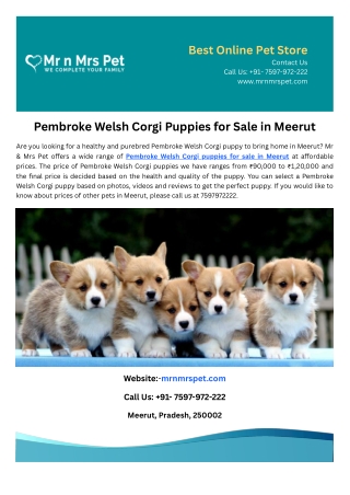 Pembroke Welsh Corgi Puppies for Sale in Meerut