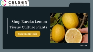 Eureka Lemon Tissue Culture Plants Online | Celgen Biotech