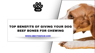 Top Benefits of Giving Your Dog Beef Bones for Chewing