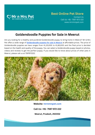 Goldendoodle Puppies for Sale in Meerut