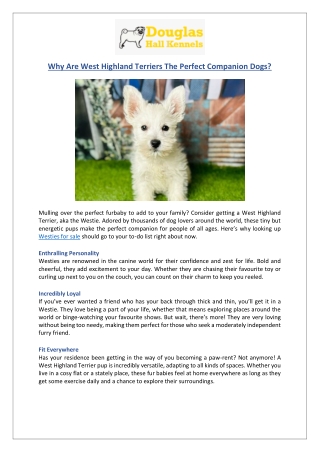 Westies for Sale | Perfect Companion Dogs for You | DHK