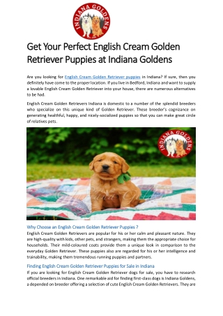 Get Your Perfect English Cream Golden Retriever Puppies at Indiana Goldens