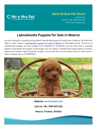 Labradoodle Puppies for Sale in Meerut