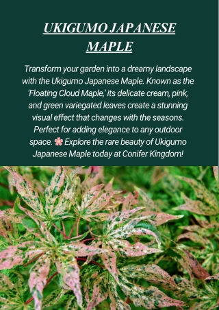 Enhance Your Garden with Ukigumo Japanese Maple